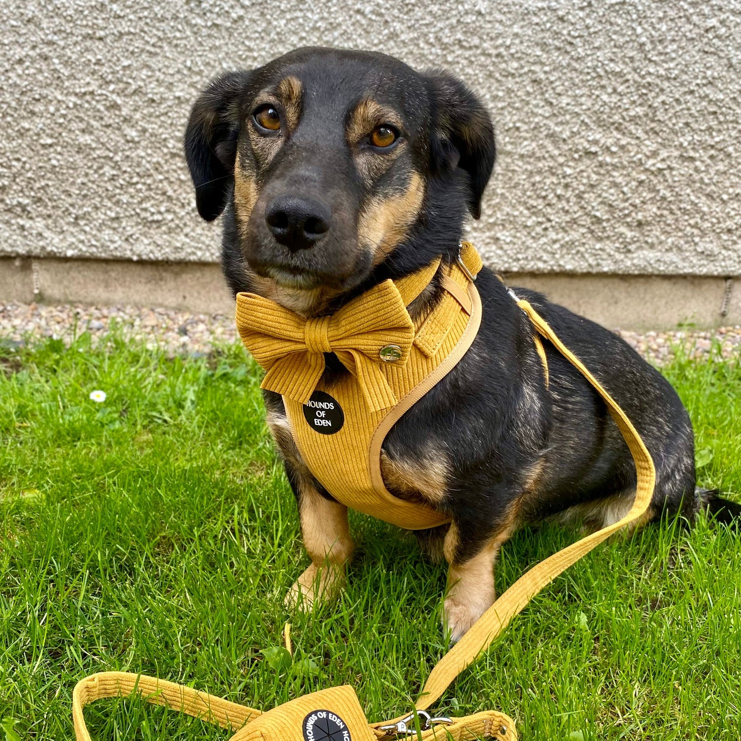 Mustard Yellow Corduroy Harness