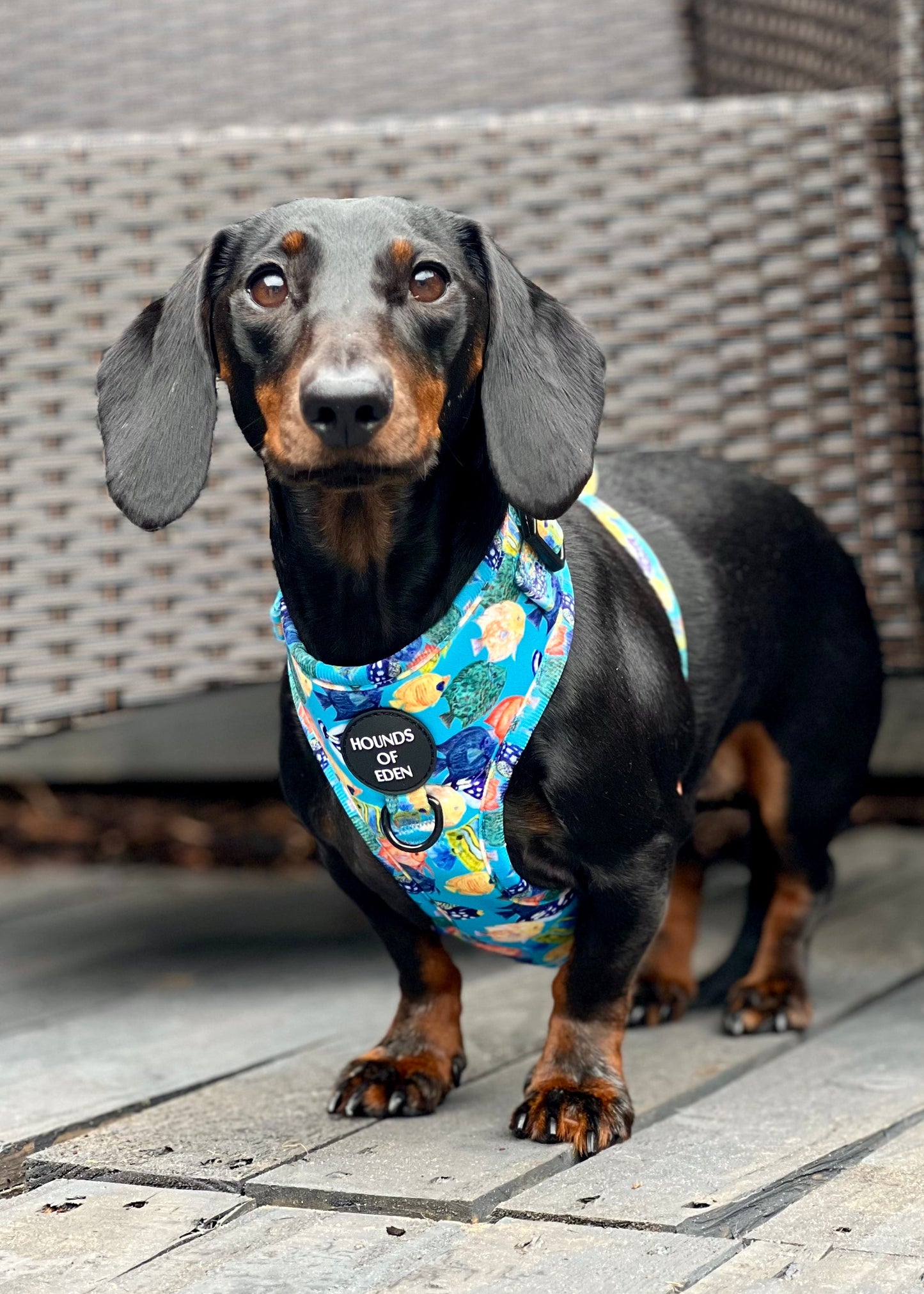 Under The Sea Design Dog Harness