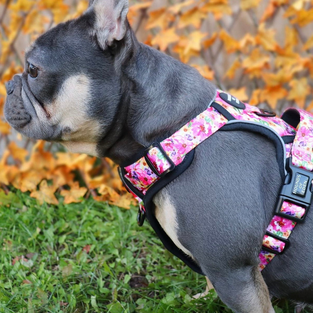 Supaw Strong™ 'Steel Leopard' Utility Harness