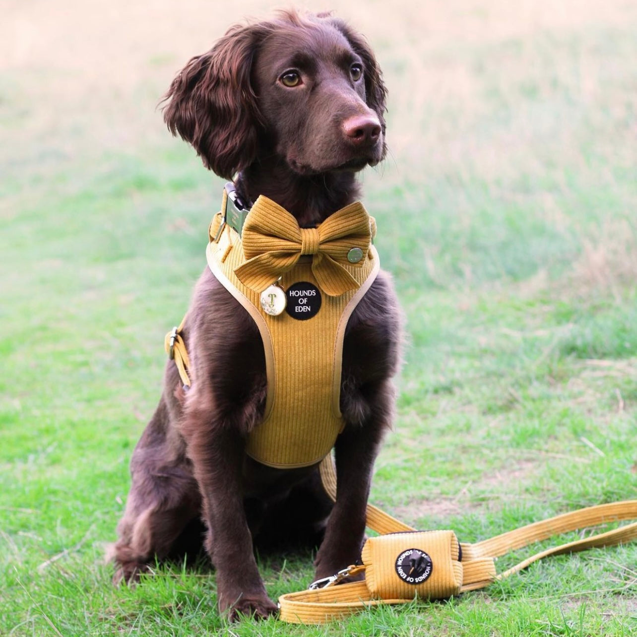 Mustard Yellow Corduroy Harness