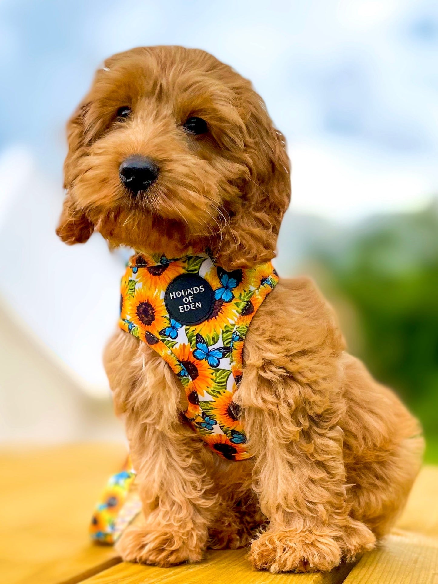 Sunflower Flutter - Yellow and Blue Butterfly Dog Harness