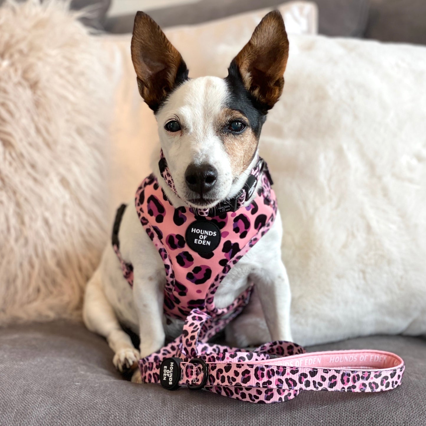 'Blushing Leopard' - Pink Dog Harness