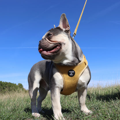 Mustard Yellow Corduroy Harness