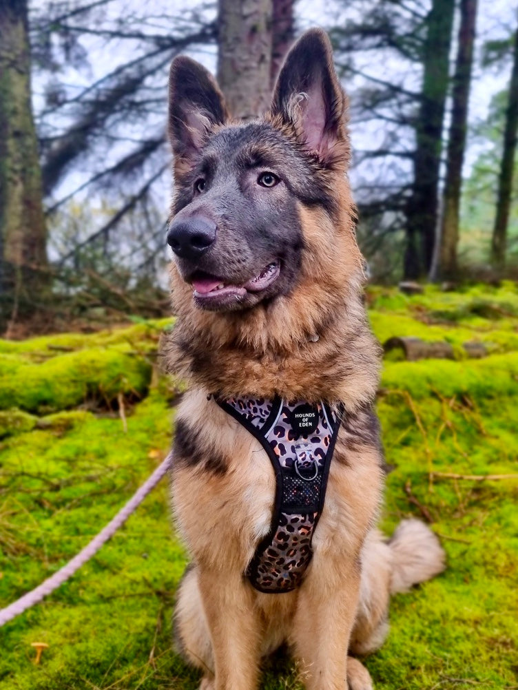 Supaw Strong™ 'Steel Leopard' Utility Harness