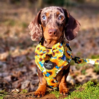 Sunflower Flutter - Yellow and Blue Butterfly Dog Harness