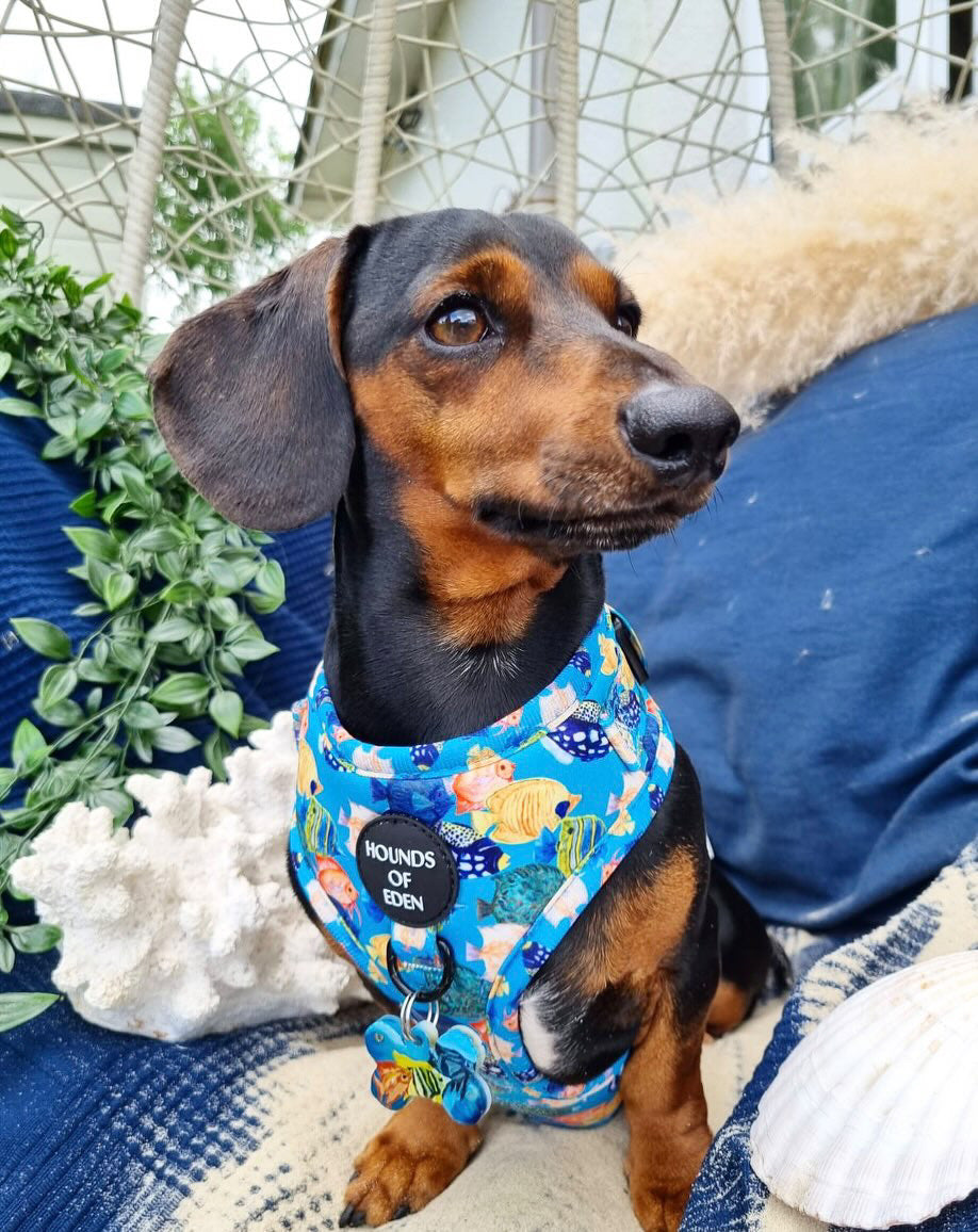 Under The Sea Design Dog Harness