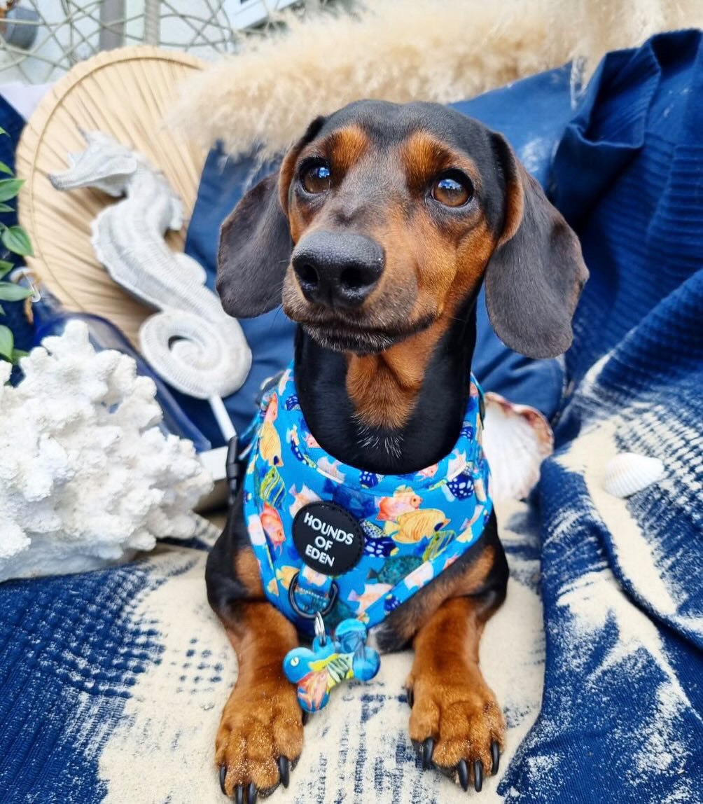 Under The Sea Design Dog Harness