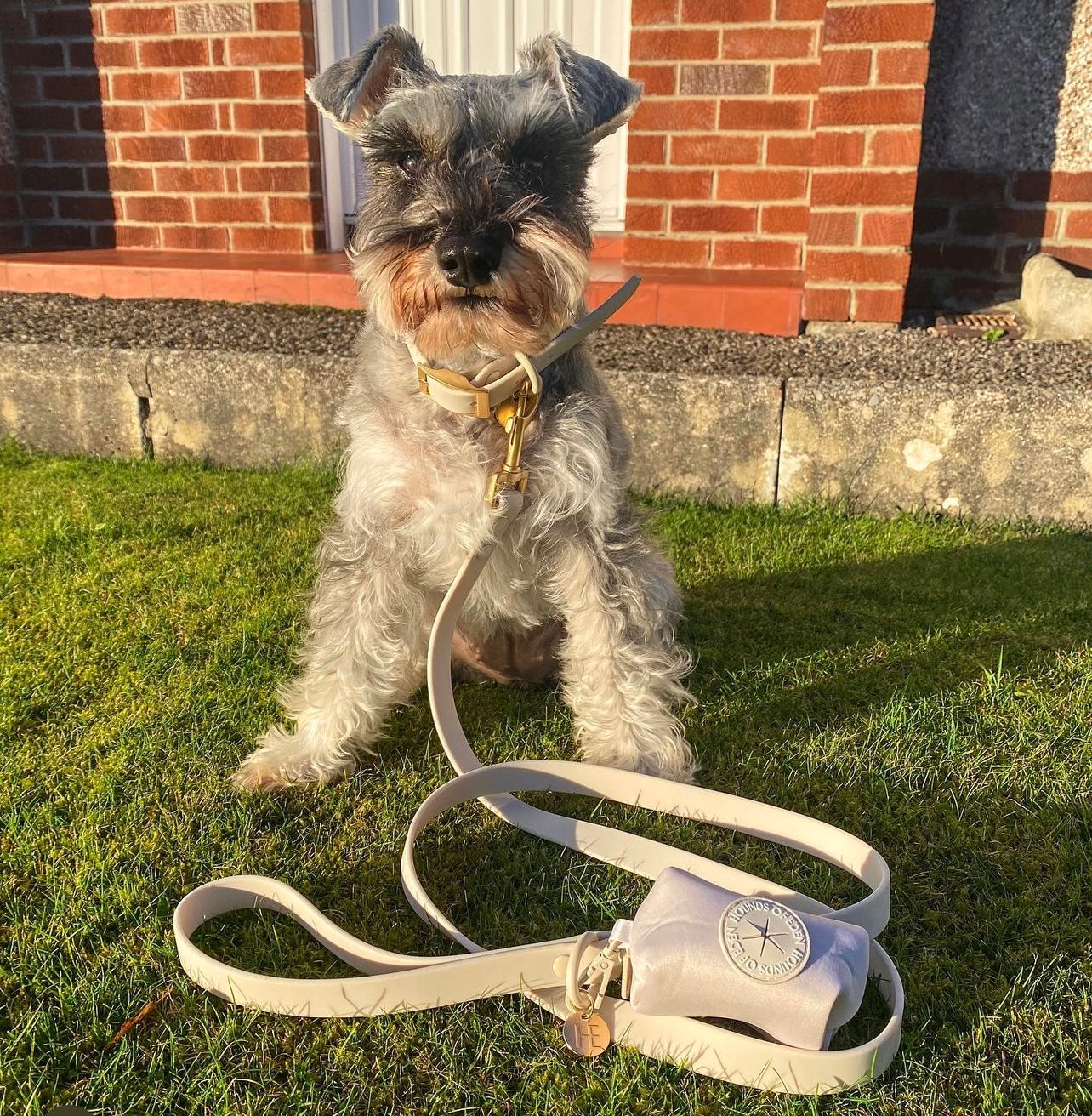 Oatmeal Latte 'All Weather' Dog Collar