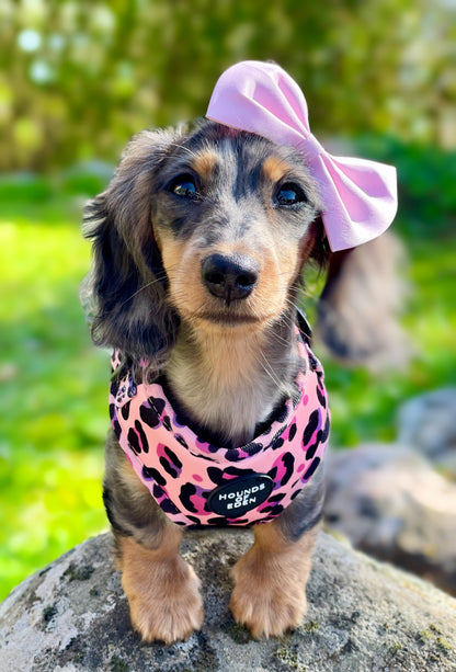 'Blushing Leopard' - Pink Dog Harness