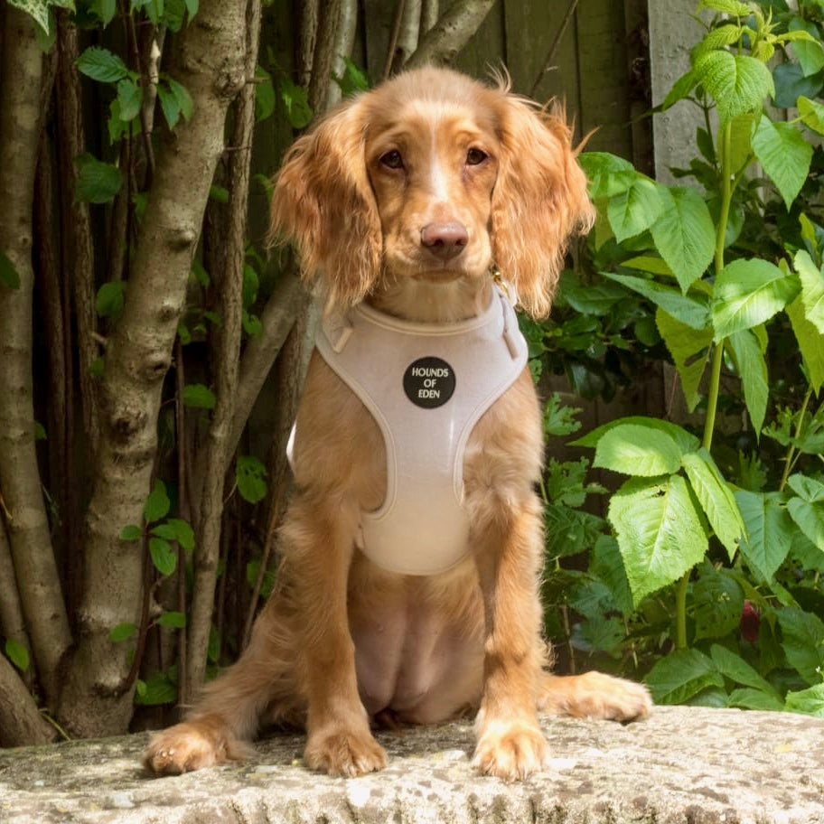 Pure Peony - Pink Velvet Dog Harness with Gold Metal Hardware