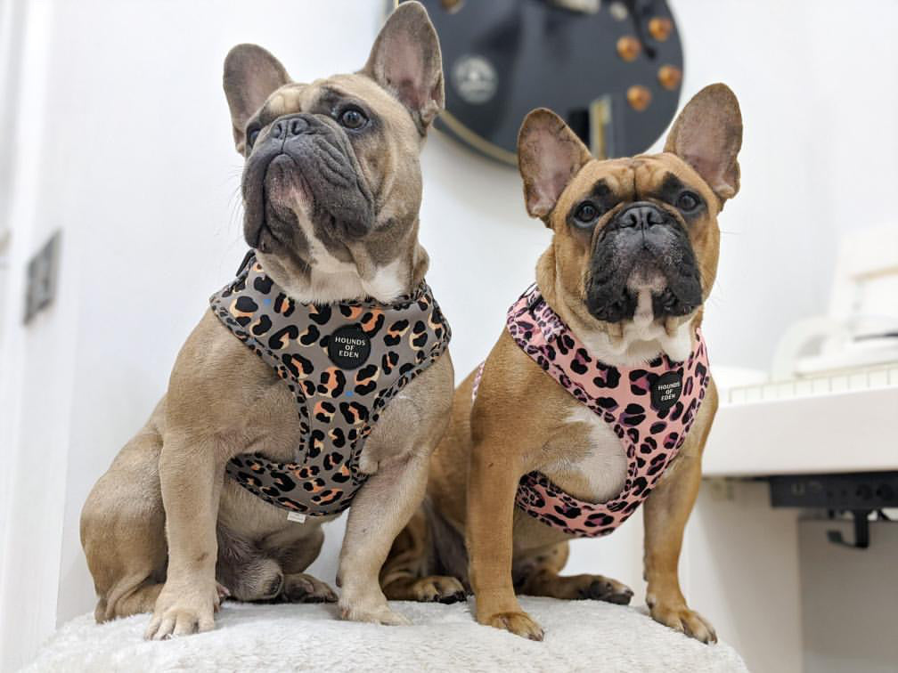 'Blushing Leopard' - Pink Dog Harness