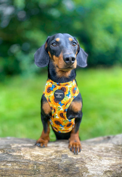 Sunflower Flutter - Yellow and Blue Butterfly Dog Harness