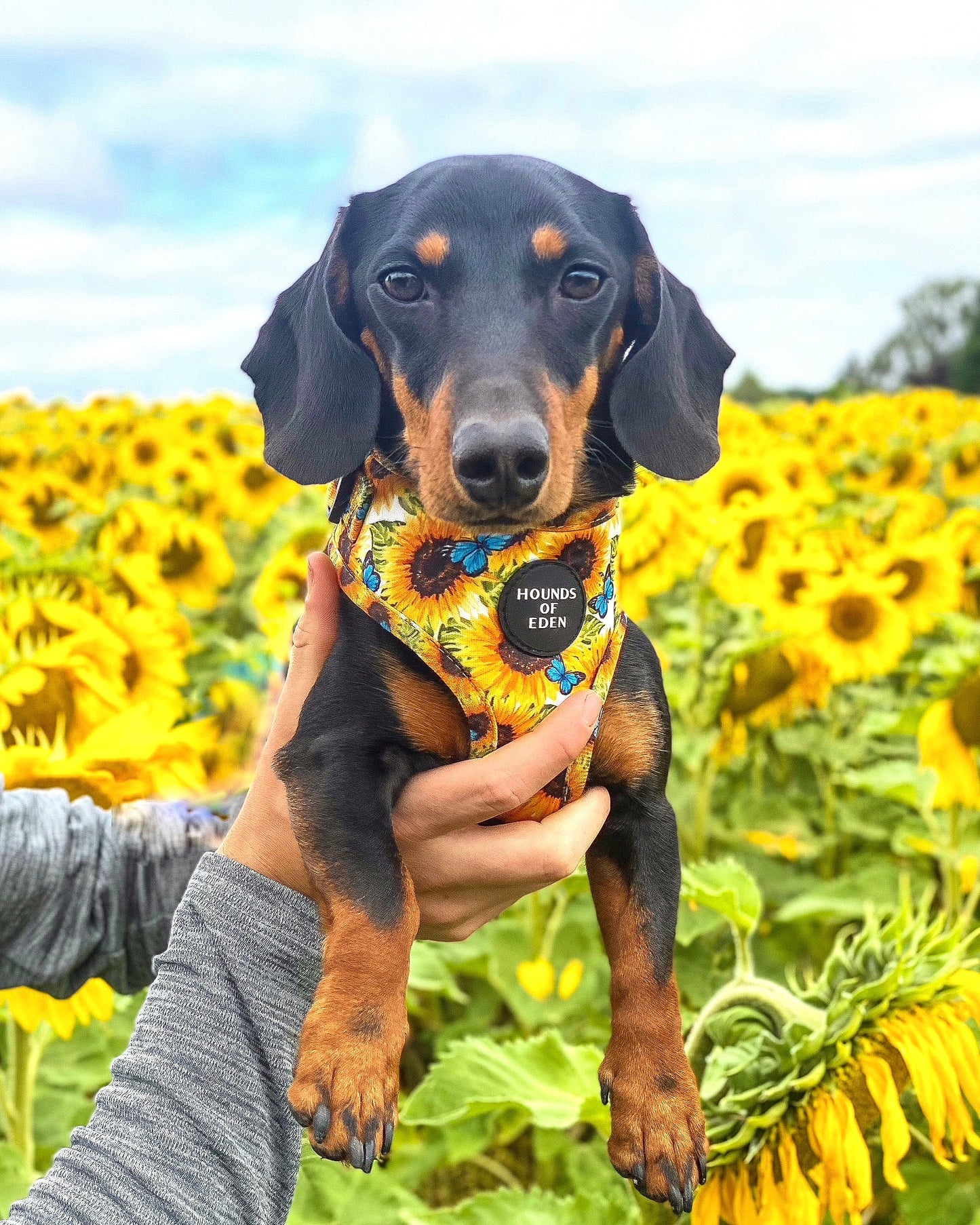 Sunflower Flutter - Yellow and Blue Butterfly Dog Harness