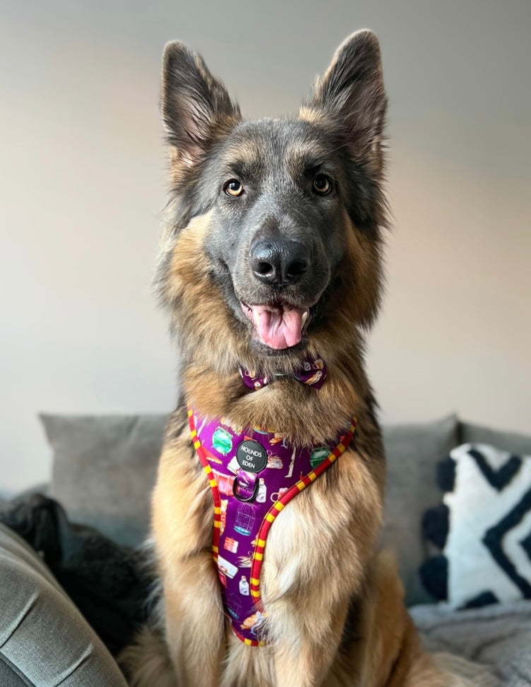 Harry Pawter Design Dog Harness