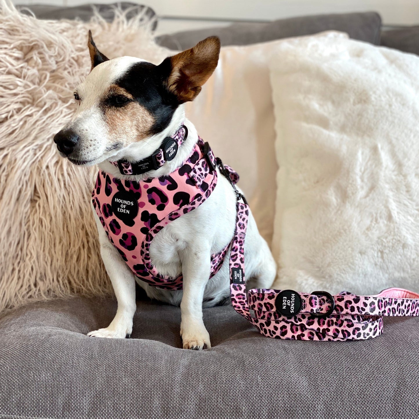 'Blushing Leopard' - Pink Dog Harness