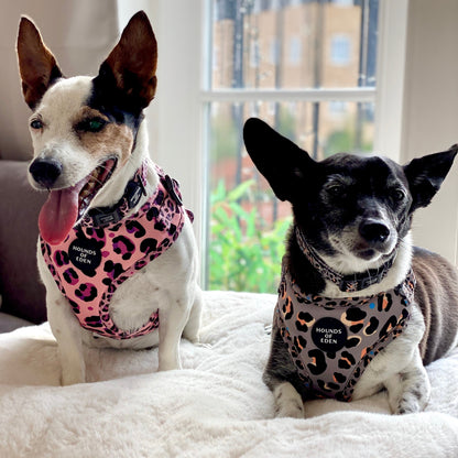 'Blushing Leopard' - Pink Dog Harness