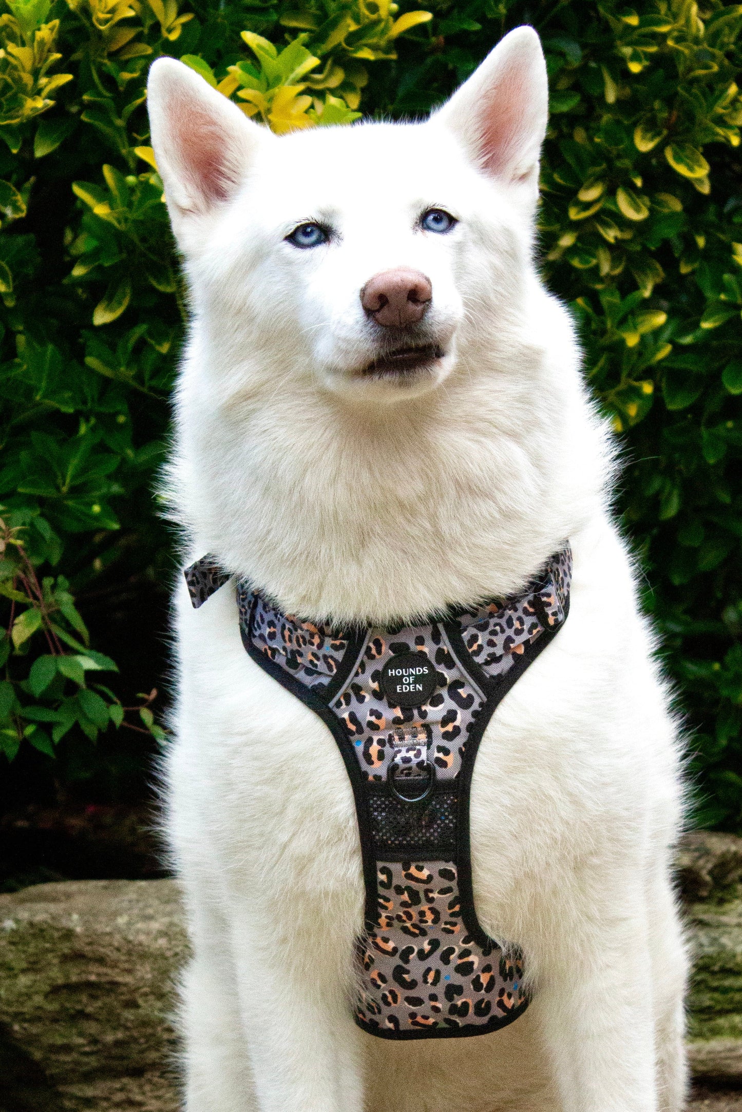 Supaw Strong™ 'Steel Leopard' Utility Harness