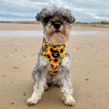 Sunflower Flutter - Yellow and Blue Butterfly Dog Harness