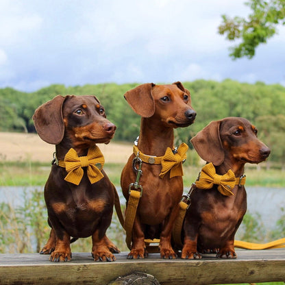 Mustard Yellow Corduroy Harness