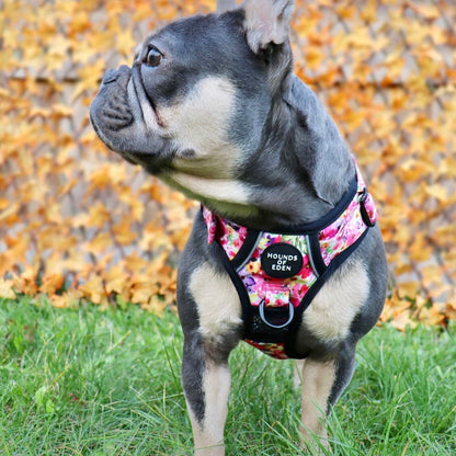 Supaw Strong™ 'Steel Leopard' Utility Harness