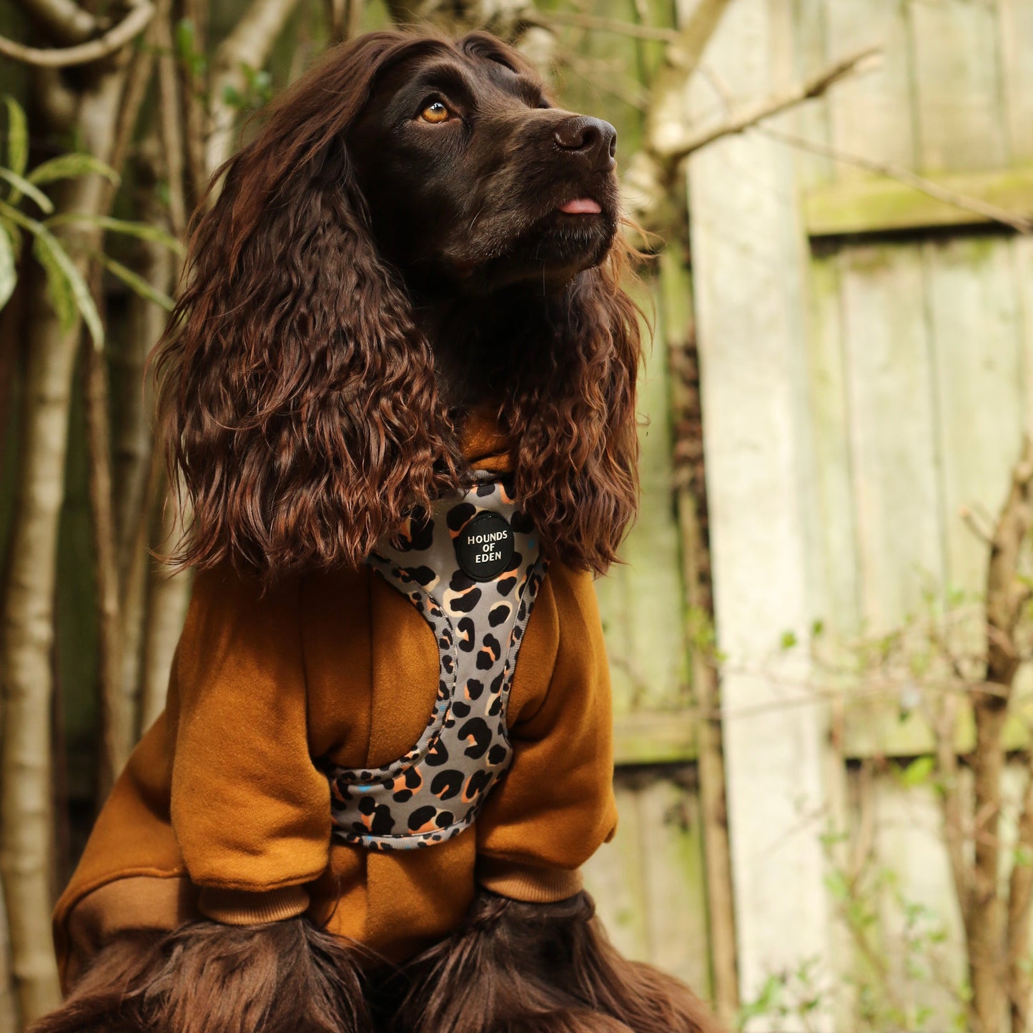 'Steel Leopard' - Khaki/Grey Dog Harness