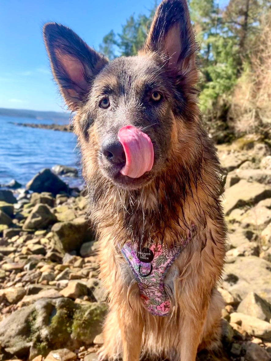 Wild Blossom - Design Dog Bow Tie