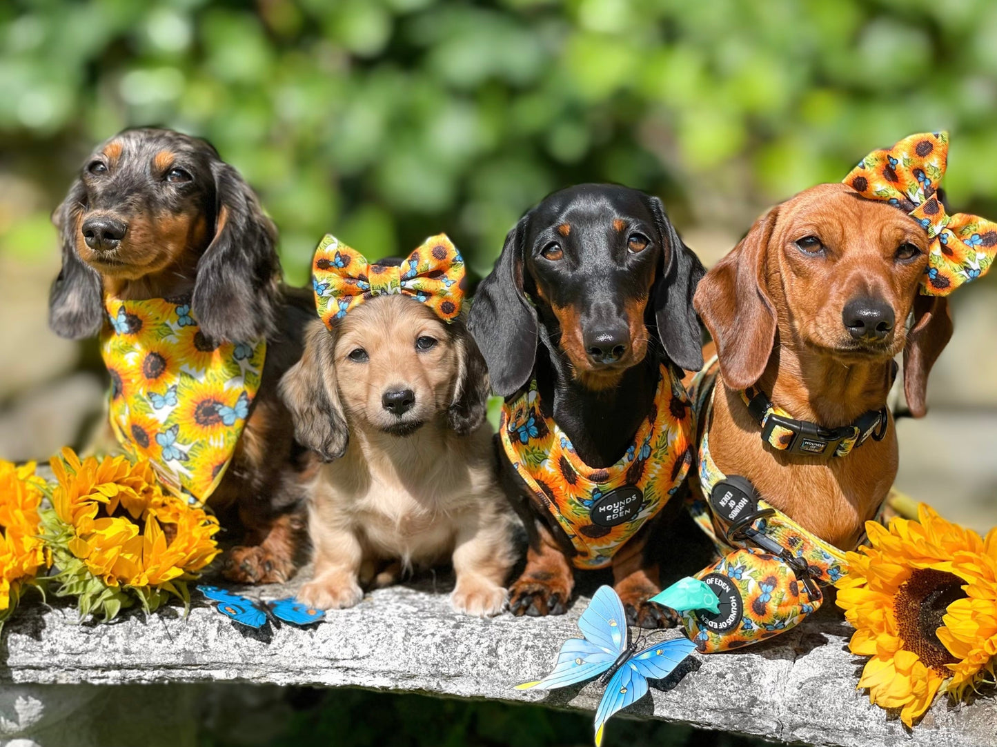 Sunflower Flutter - Yellow and Blue Butterfly Dog Harness