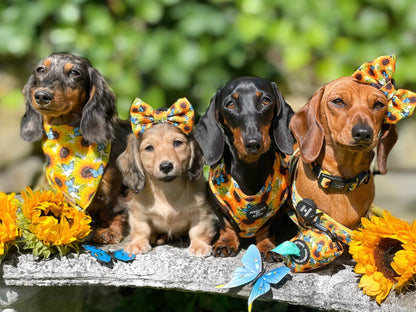 Sunflower Flutter - Yellow and Blue Butterfly Dog Harness