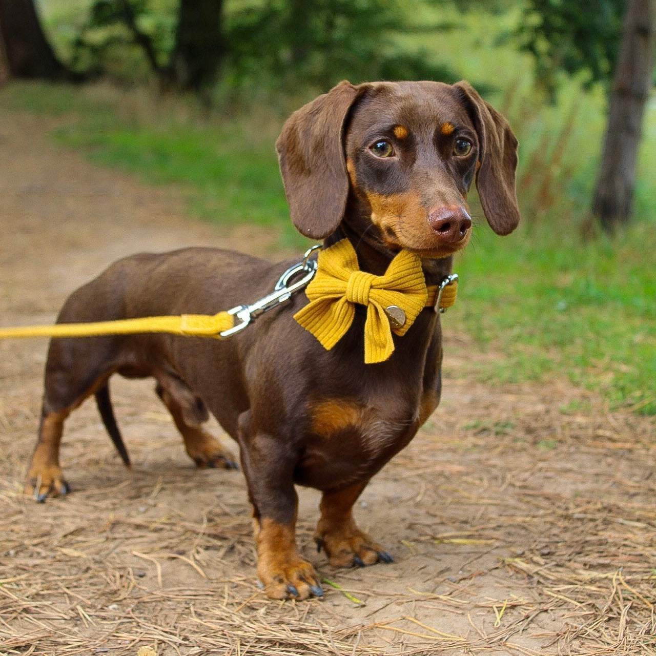 Mustard Yellow Corduroy Harness