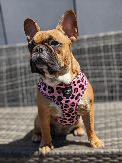 'Blushing Leopard' - Pink Dog Harness