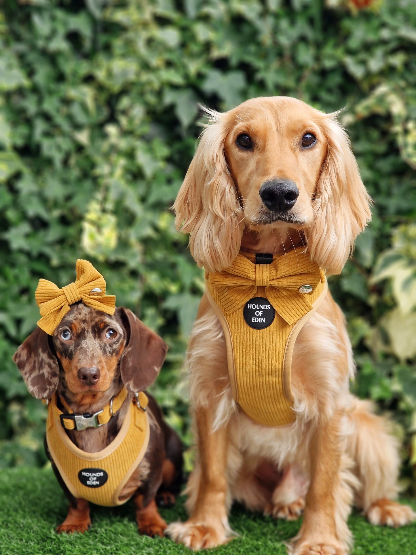 Mustard Yellow Corduroy Harness