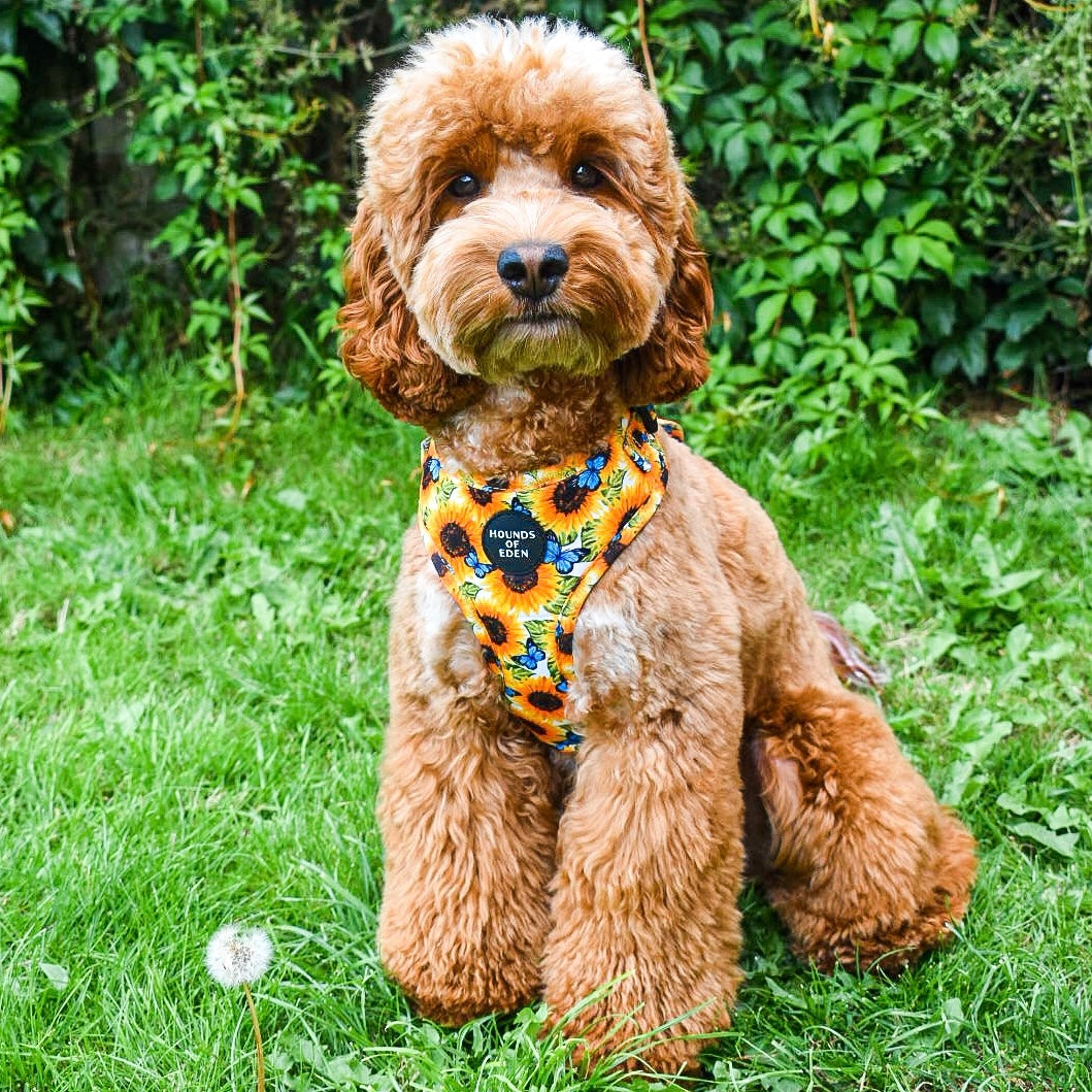 Sunflower Flutter - Yellow and Blue Butterfly Dog Harness