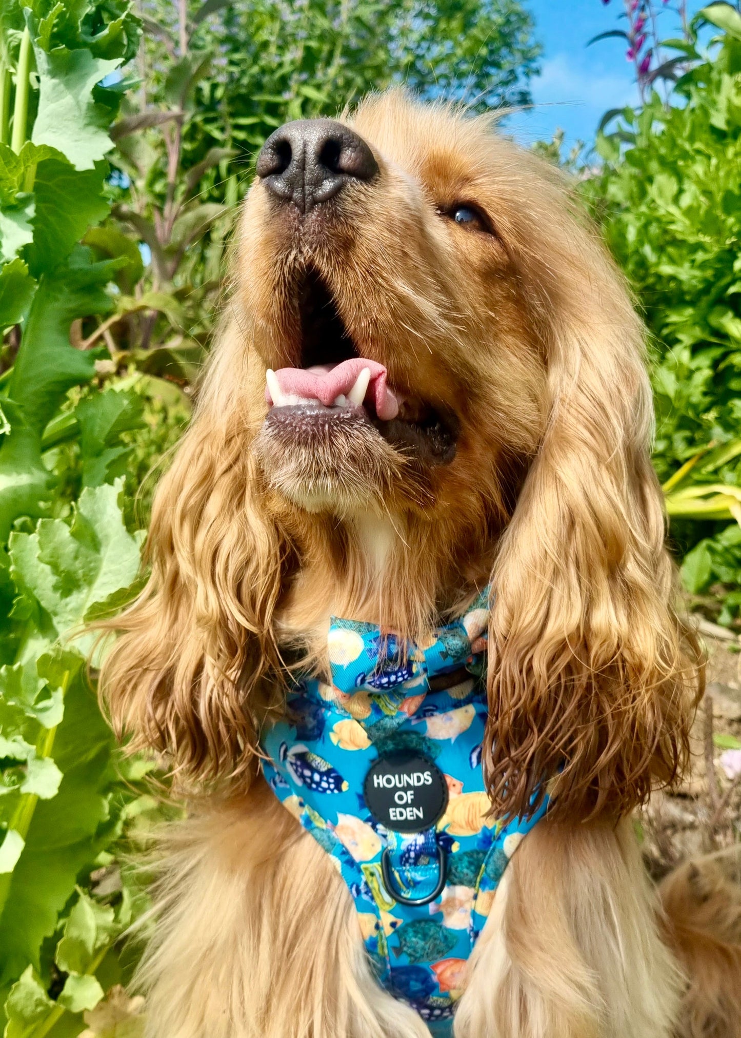 Under The Sea Design Dog Harness