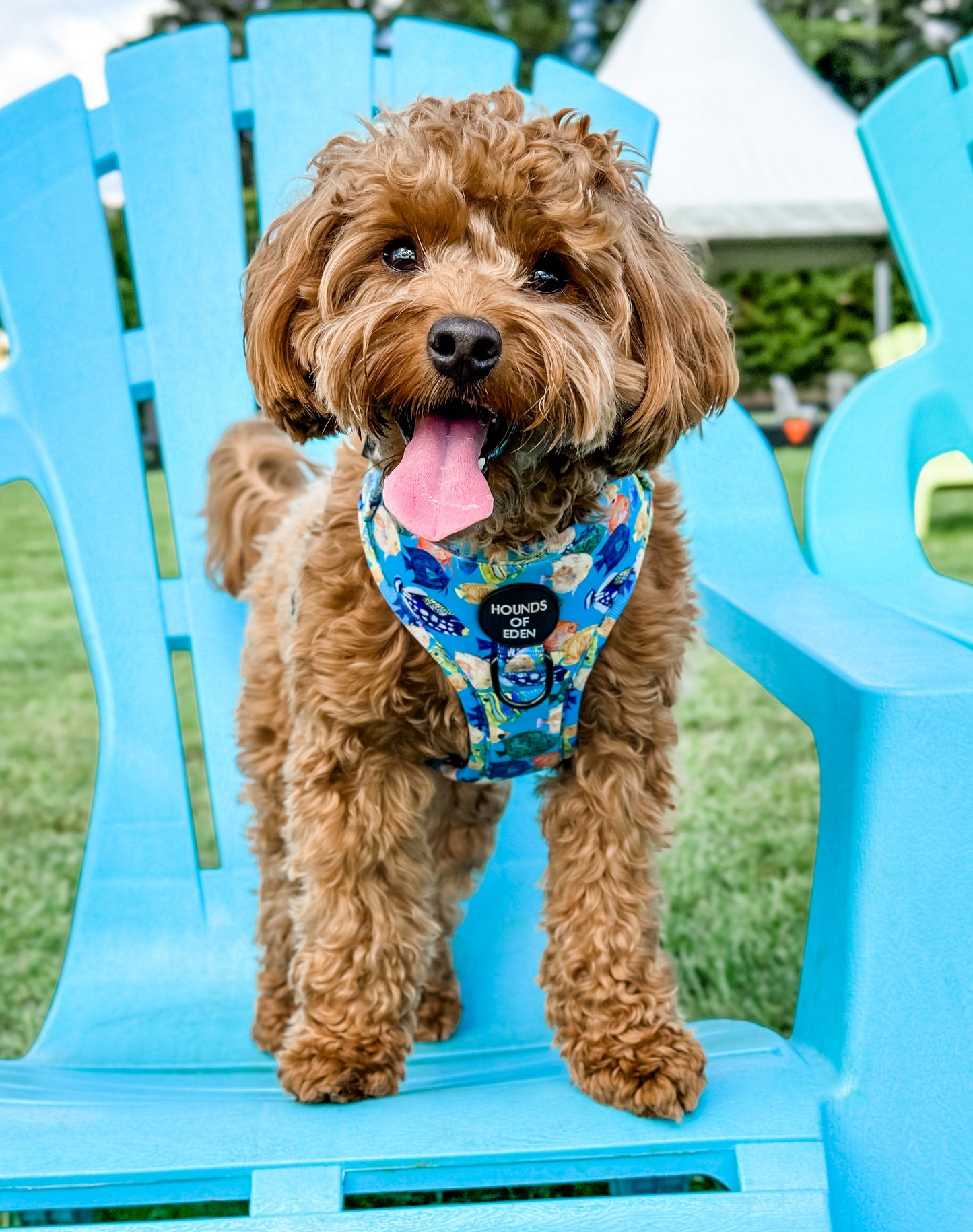 Under The Sea Design Dog Harness