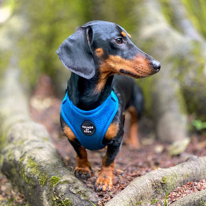 'Bruce' Harris Tweed Dog Collar