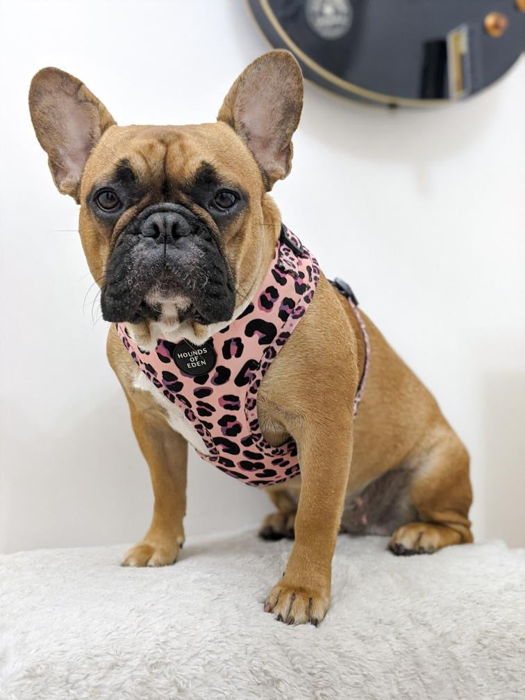 'Blushing Leopard' - Pink Dog Harness