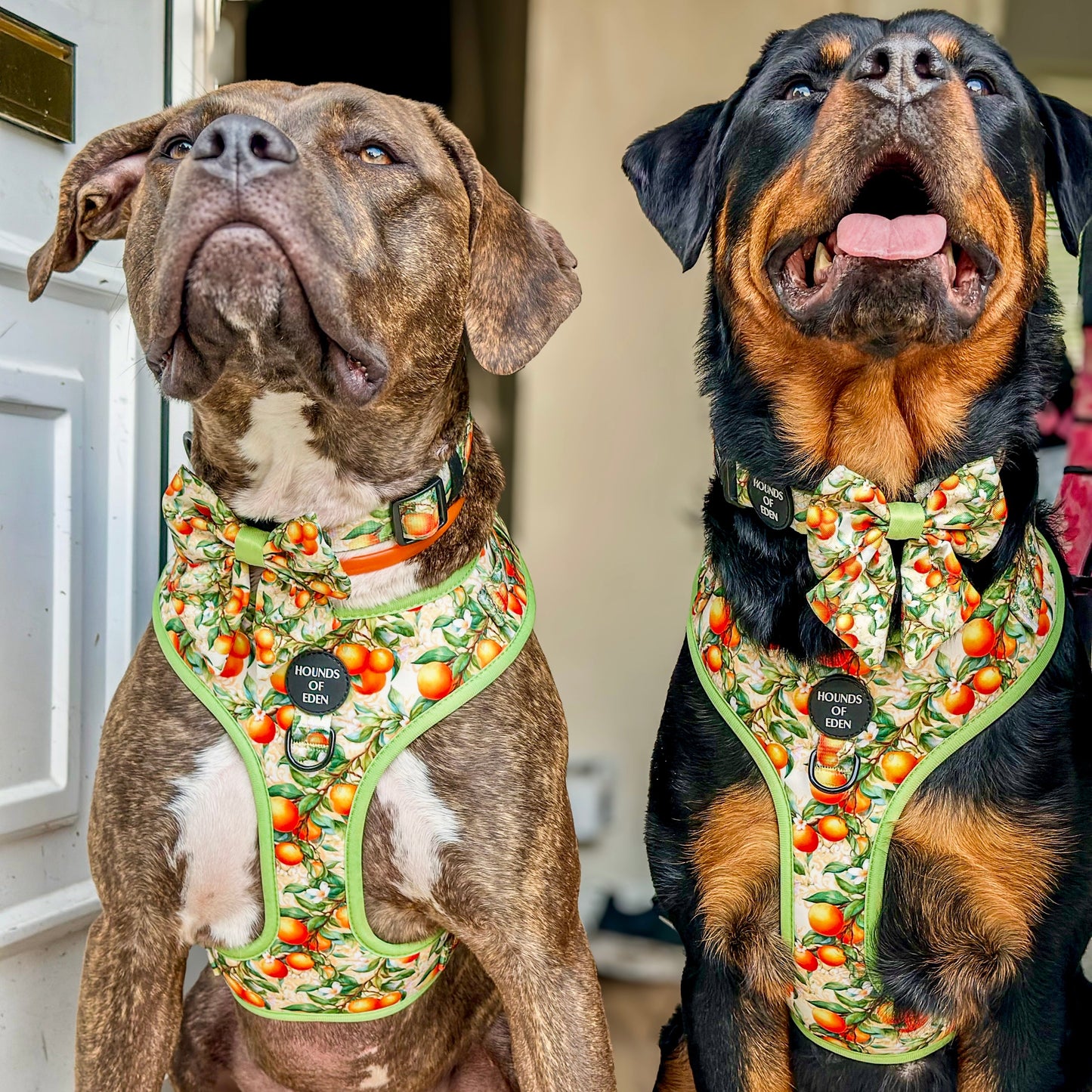 Simply the Zest - Oranges Dog Harness