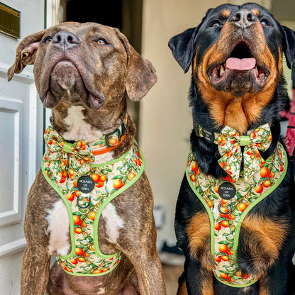 Simply the Zest - Oranges Dog Sailor Bow Tie