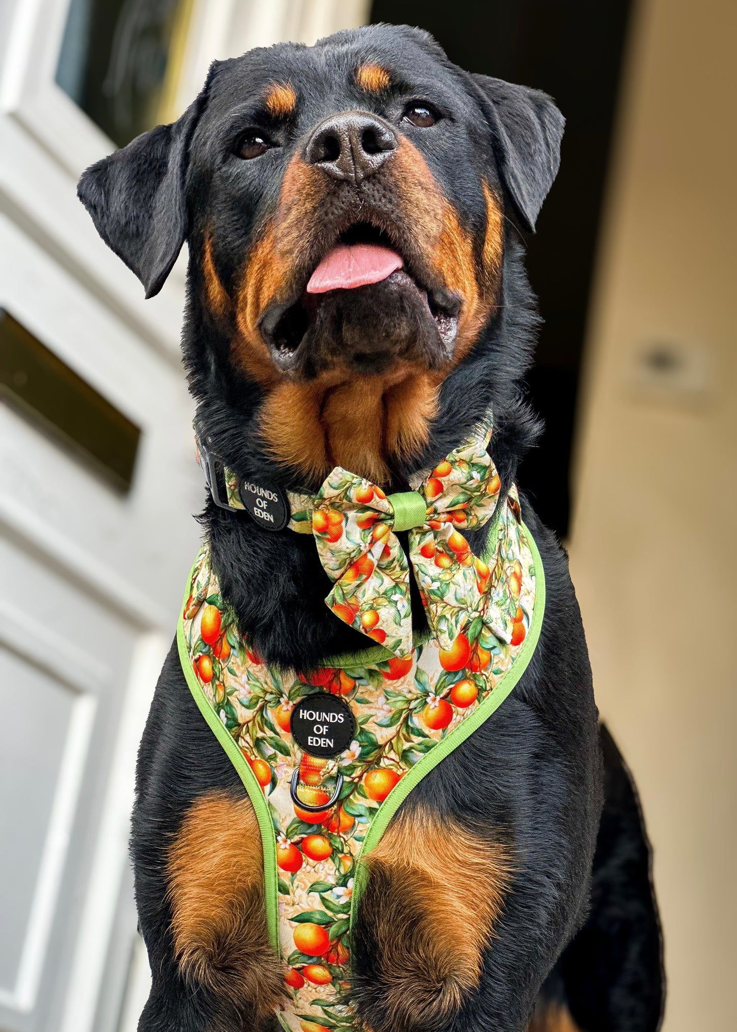 Simply the Zest - Oranges Dog Sailor Bow Tie