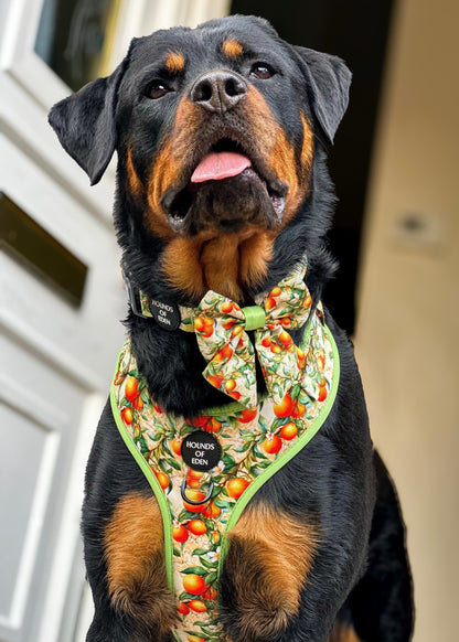 Simply the Zest - Oranges Dog Sailor Bow Tie