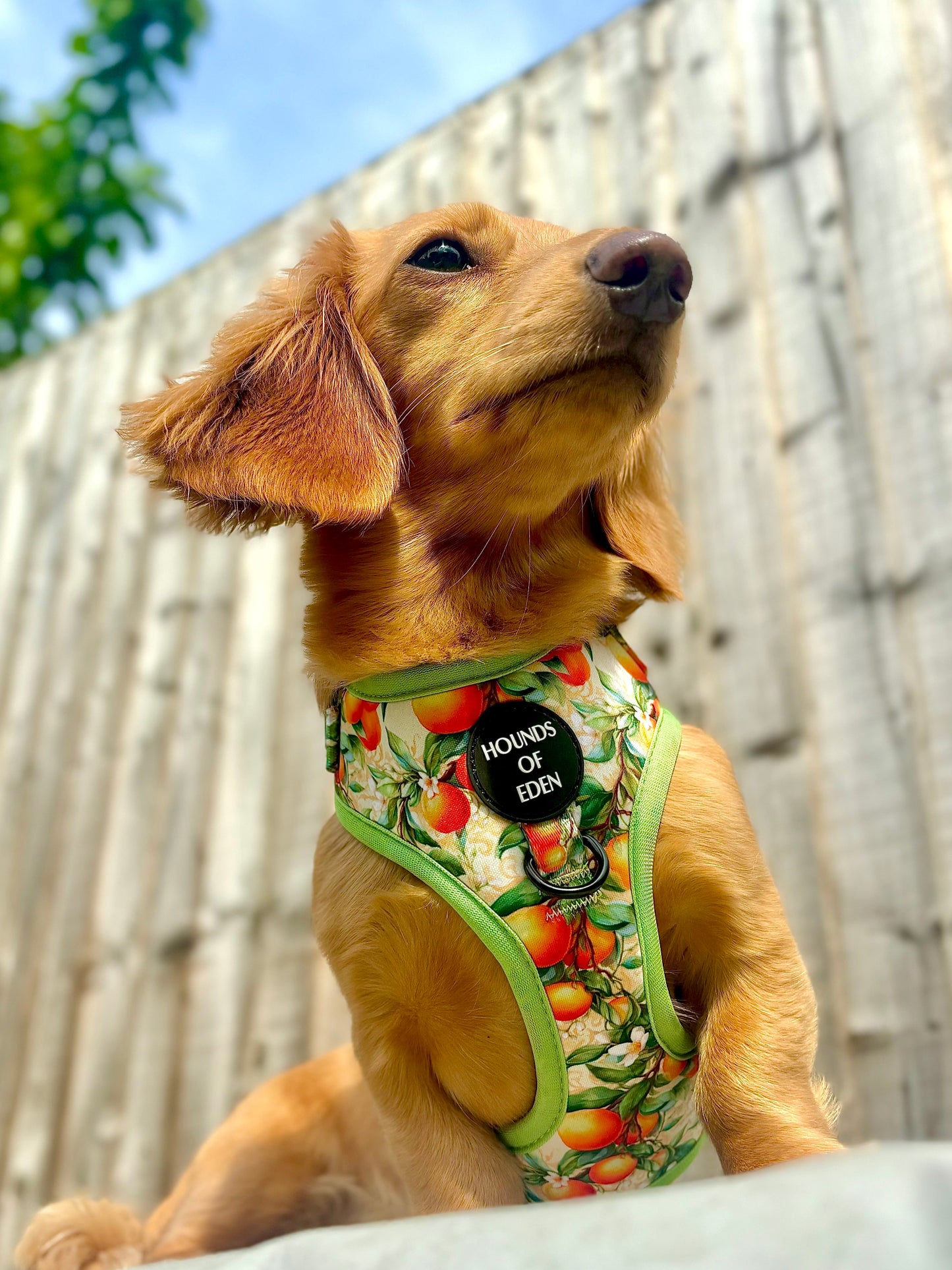 Simply the Zest - Oranges Dog Collar