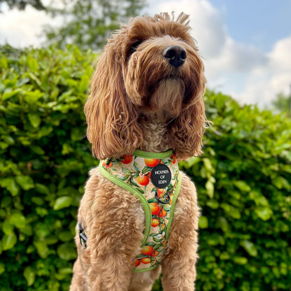 Simply the Zest - Oranges Poop/Treat Bag Holder