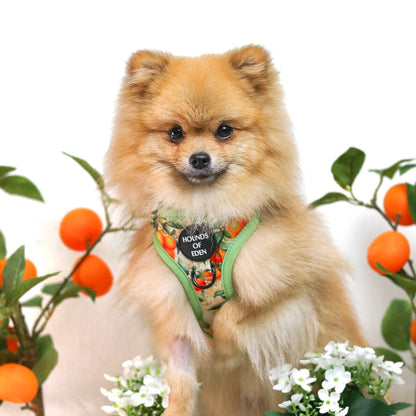 Simply the Zest - Oranges Poop/Treat Bag Holder