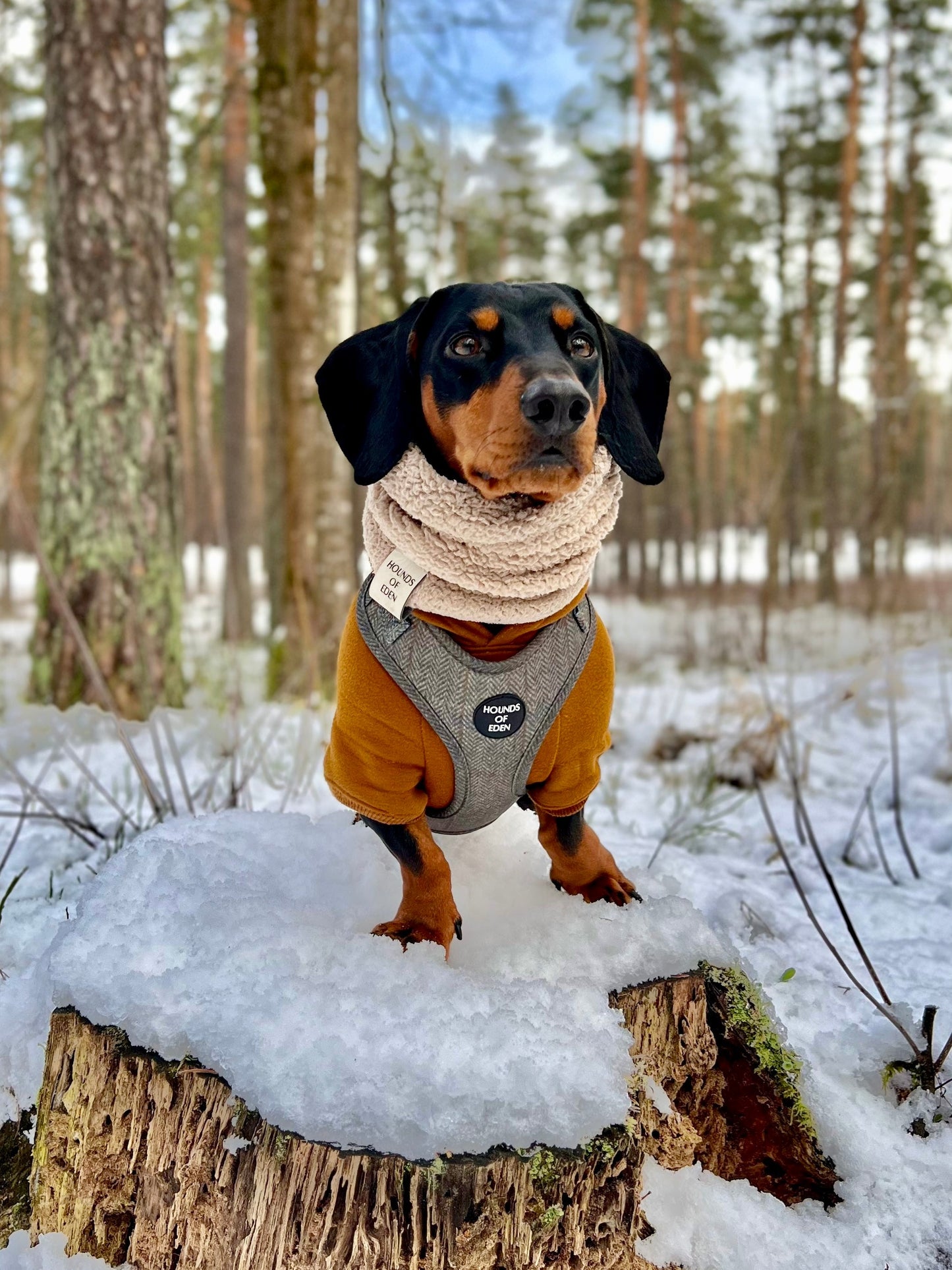 Dog Hoodie - Lilac