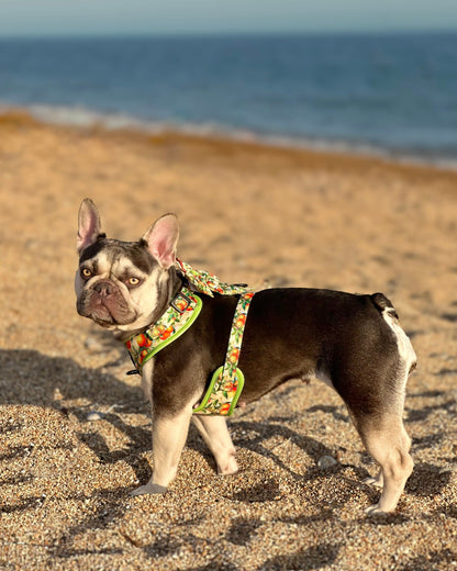 Simply the Zest - Oranges Poop/Treat Bag Holder