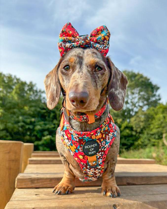 Retro Bloom Dog Harness (XXS & XS)