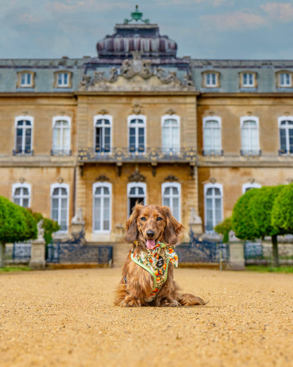 Simply the Zest - Oranges Dog Sailor Bow Tie