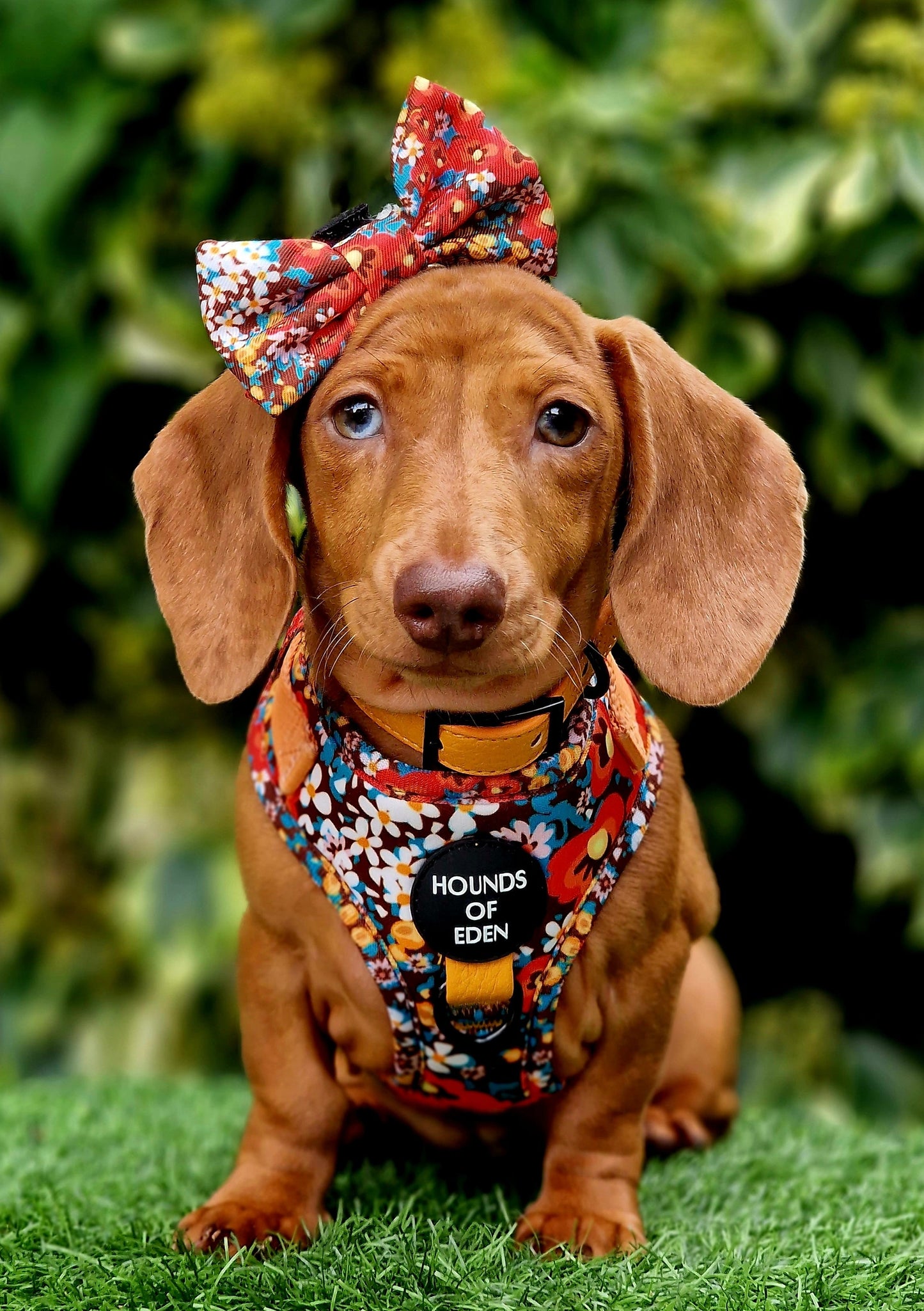 Retro Bloom Dog Harness (XXS & XS)